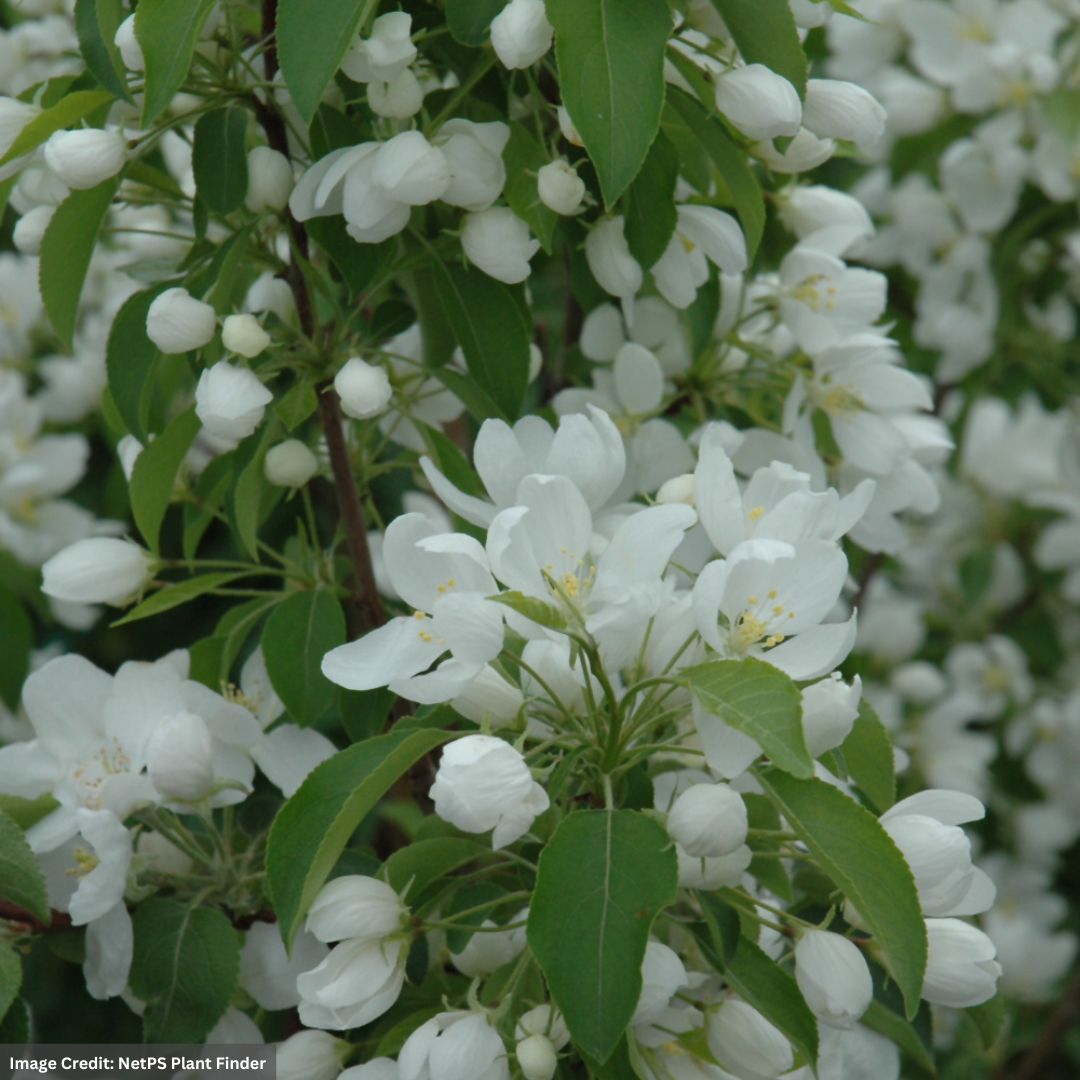 Crabapple (Flowering) – Spring Snow – 1.75-2″ Caliper – B&B